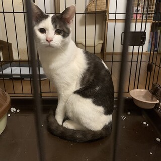 多頭崩壊からのレスキュー 困り顔のはみんぐ君