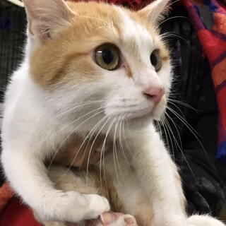 SOS‼️期限有り 可愛い茶白のミラちゃん