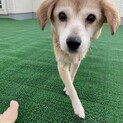 ゆっくりとしたお散歩好みの　サラちゃん