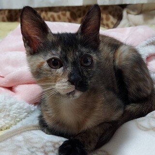 元気いっぱいの女の子✩.*˚