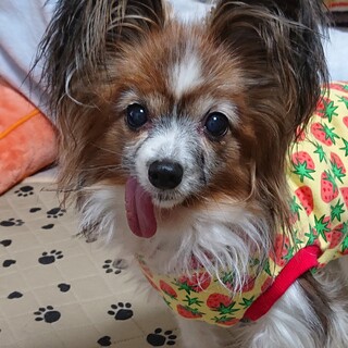 パピヨン６～８歳★落ち着いた性格のさつきちゃん