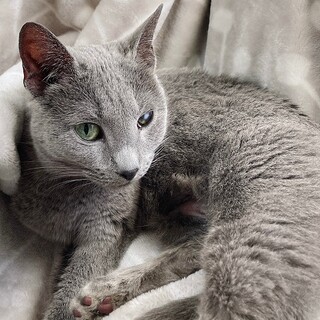 甘えん坊で人間大好きなロシアンブルー、マリブちゃん