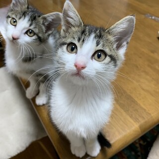 素敵な里親様と出会えました♡丹波くん