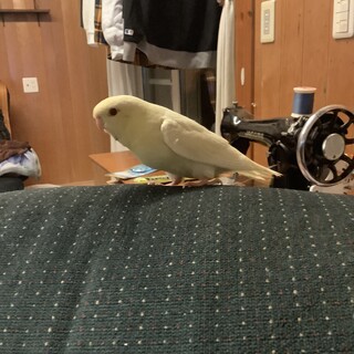 サザナミインコの里親募集