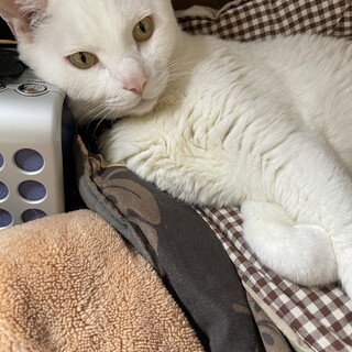 急募、マイペースなナーニャくん。