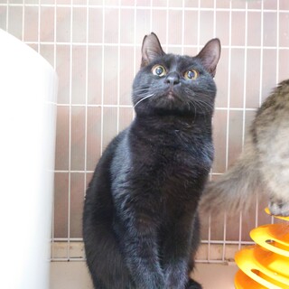 あまあま頭突き攻撃が止まらない結城とお幸せに❤️