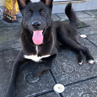 mix♂「百熊（もぐ）くん」