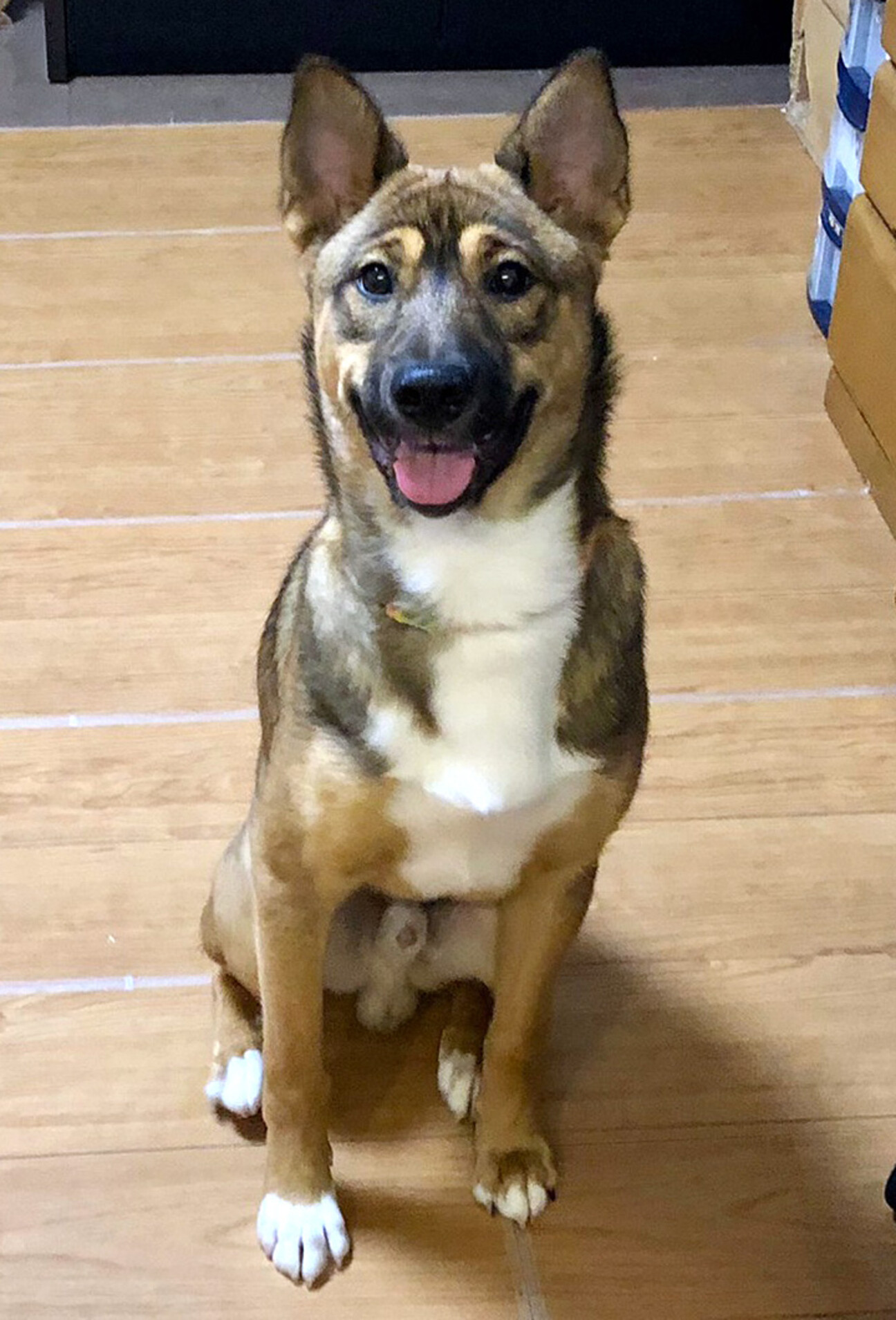 Mix セピアくん 東京都 犬の里親募集 ペットのおうち 月間利用者150万人