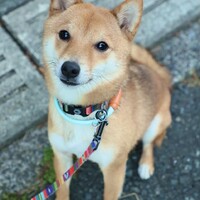 ラン