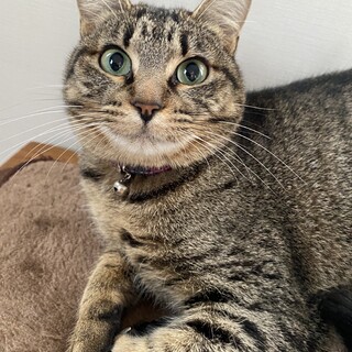 人慣れ修行中キジトラちゃん