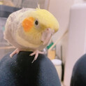 オカメインコのぽてと♪多分、、、メス？
