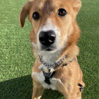 新しい家族ができました！（コージ）