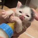 【再掲載！！】ちょび髭くん里親募集中