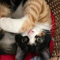 63匹の多頭飼育崩壊から来た、菊姫ちゃん