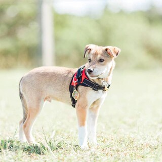 内弁慶だけど慣れたらべったり甘えん坊！『ルンバ君』