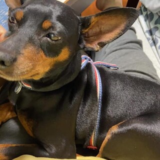 めちゃくちゃ甘えん坊のツンデレ君『ピッピ君』