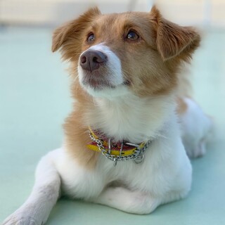 ホントは甘えん坊ちょっと不器用『海ちゃん』