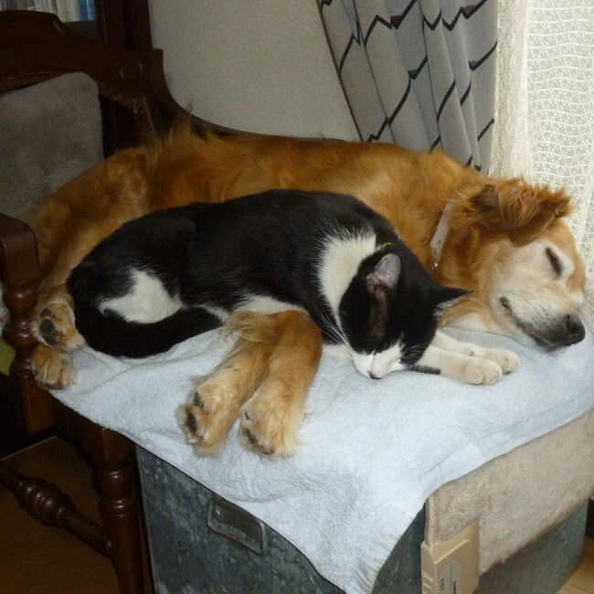 ももはちのカバー写真