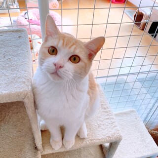 甘えん坊の垂れ猫！杏仁くん