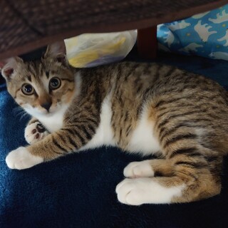 甘えん坊☆キジ白女のコ