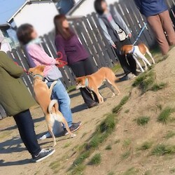 総社市ＡＷＡしつけ教室　＜雨天中止＞ サムネイル2
