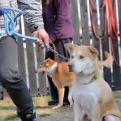 総社市ＡＷＡしつけ教室　＜雨天中止＞ サムネイル3