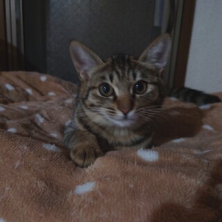 【至急】エイズに負けない！活発元気なペッパーちゃん