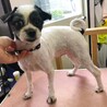 家族が決まりました サムネイル2