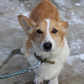 コーギー　パセリちゃん