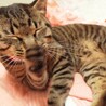 むぎにゃ