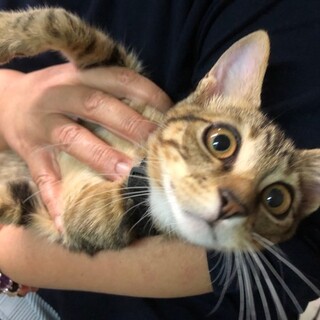 可愛いチビにゃん、キジトラの鼻黒マカロン君！