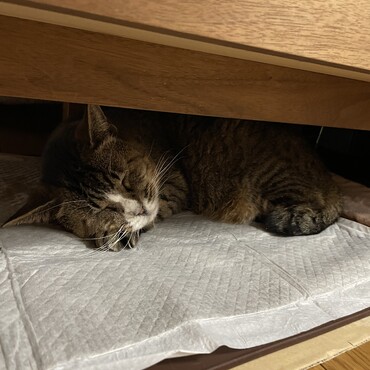 外は大雪(ﾟoﾟ;; シート生活を満喫するチビ春(^^;;ご飯もトイレもこれ一枚！(◎_◎;)