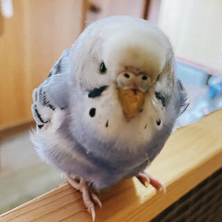行き先のないインコちゃんです