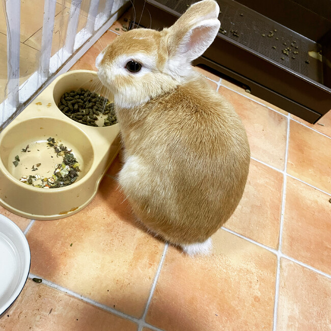 あきうさっちのカバー写真
