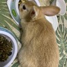 食いしん坊です。