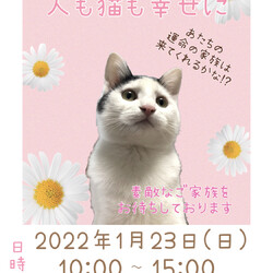 名張市♡猫の譲渡会♡