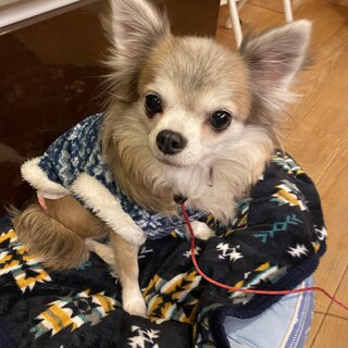 人懐っこくておもちゃが大好きなチワワのハリちゃん♪