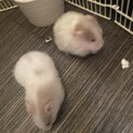 ゴールデンハムスターの里親募集