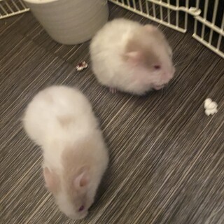 ゴールデンハムスターの里親募集