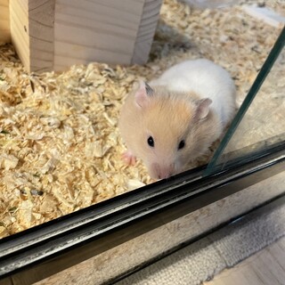 ゴールデンハムスターの男の子
