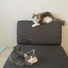 シエルとノエルさん