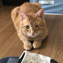 ネコの譲渡会IN島田
