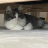 今日のまったりノエル