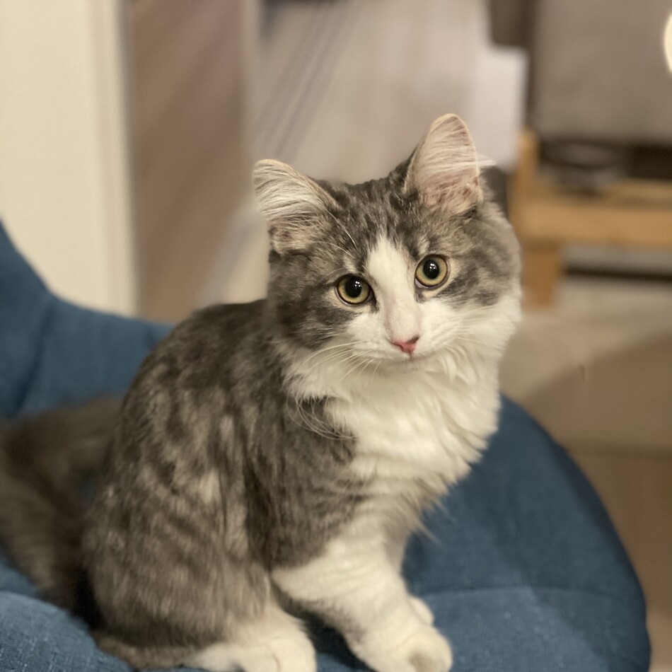 ノエルのカバー写真