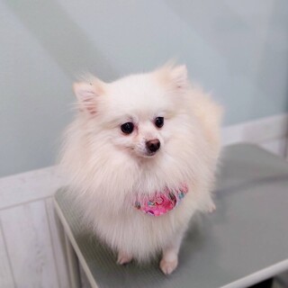 白い妖精みたいだね♡フワフワてまりちゃん♪