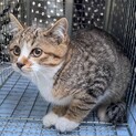 なでなで大好き甘えん坊靴下にゃんこ【大和】