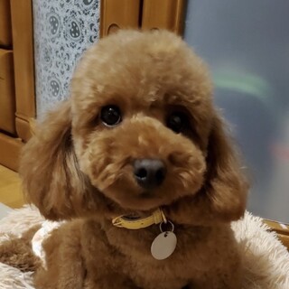 ちょっと怖がりだけど沢山遊んで欲しい♡ひいろちゃん