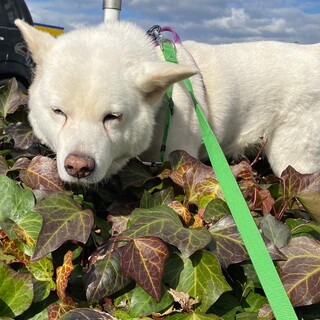 家族が決まりました！