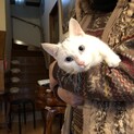ちょっと大きめの白君