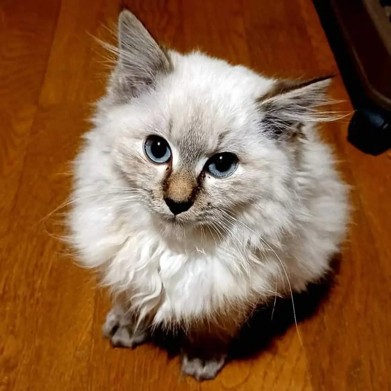 里親決定 シャムトラ長 愛媛県 猫の里親募集 ペットのおうち 月間利用者150万人